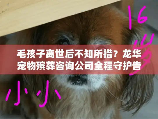 毛孩子离世后不知所措？龙华宠物殡葬咨询公司全程守护告别仪式