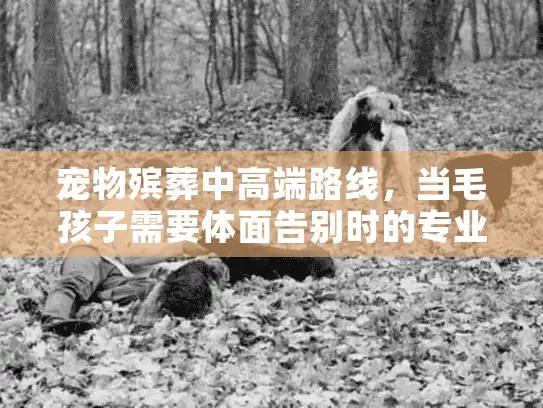 宠物殡葬中高端路线，当毛孩子需要体面告别时的专业选择