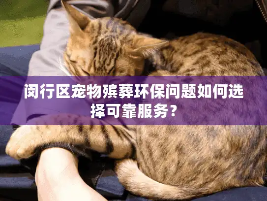 闵行区宠物殡葬环保问题如何选择可靠服务？