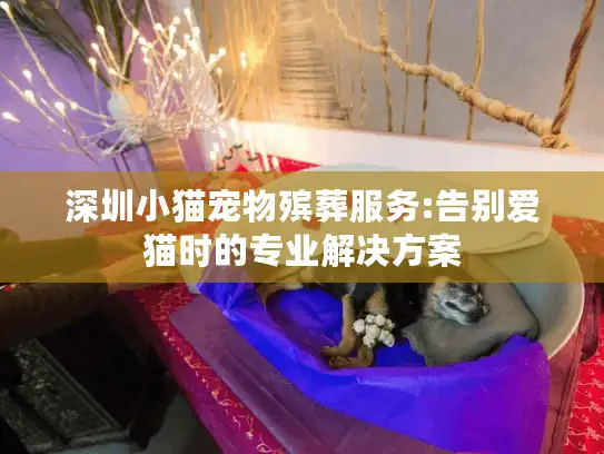 深圳小猫宠物殡葬服务:告别爱猫时的专业解决方案