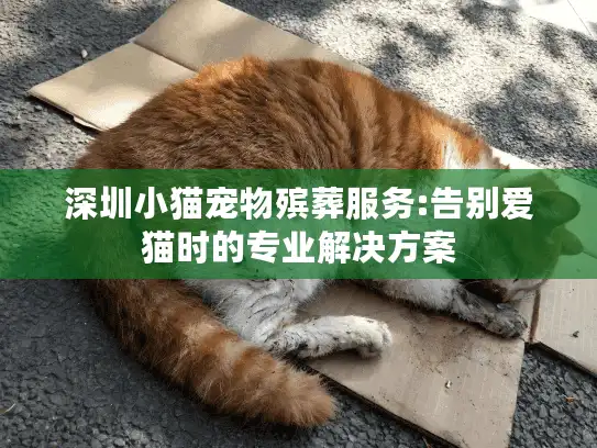 深圳小猫宠物殡葬服务:告别爱猫时的专业解决方案