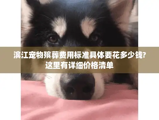滨江宠物殡葬费用标准具体要花多少钱?这里有详细价格清单