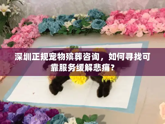 深圳正规宠物殡葬咨询，如何寻找可靠服务缓解悲痛？