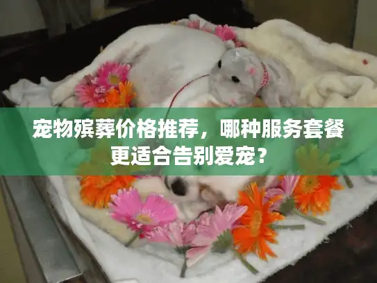 宠物殡葬价格推荐，哪种服务套餐更适合告别爱宠？