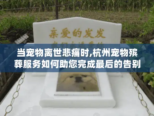 当宠物离世悲痛时,杭州宠物殡葬服务如何助您完成最后的告别