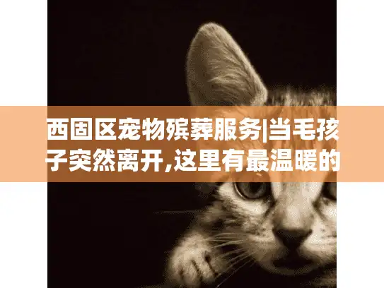 西固区宠物殡葬服务|当毛孩子突然离开,这里有最温暖的告别