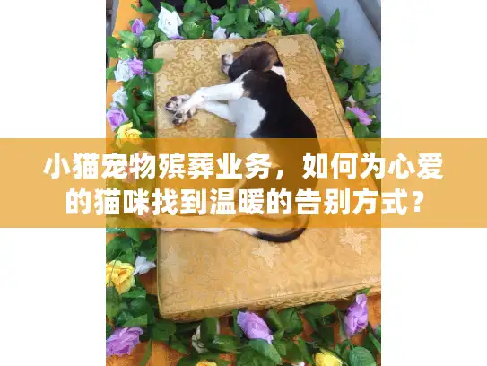小猫宠物殡葬业务，如何为心爱的猫咪找到温暖的告别方式？