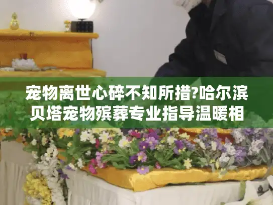宠物离世心碎不知所措?哈尔滨贝塔宠物殡葬专业指导温暖相助