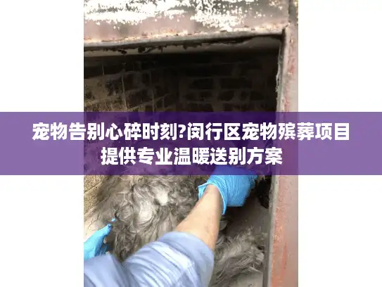 宠物告别心碎时刻?闵行区宠物殡葬项目提供专业温暖送别方案