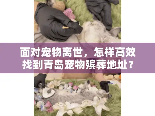 面对宠物离世，怎样高效找到青岛宠物殡葬地址？