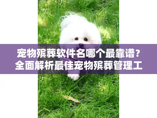 宠物殡葬软件名哪个最靠谱？全面解析最佳宠物殡葬管理工具选择攻略