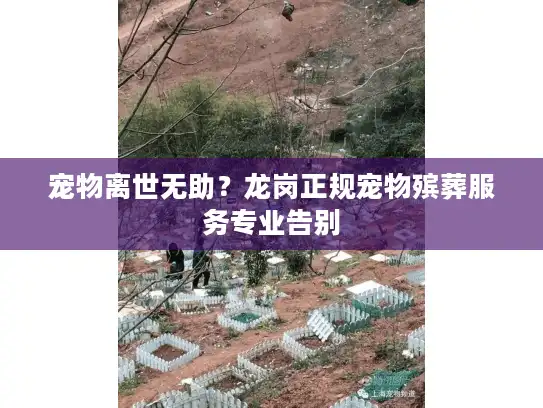 宠物离世无助？龙岗正规宠物殡葬服务专业告别