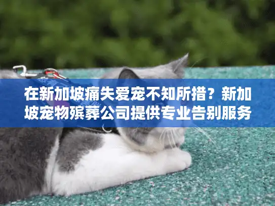 在新加坡痛失爱宠不知所措？新加坡宠物殡葬公司提供专业告别服务方案