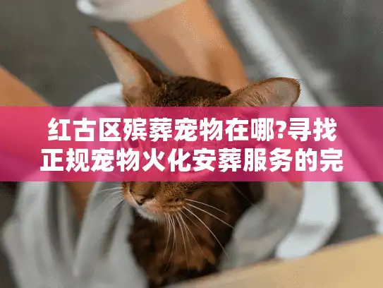 红古区殡葬宠物在哪?寻找正规宠物火化安葬服务的完整指南