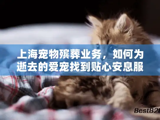 上海宠物殡葬业务，如何为逝去的爱宠找到贴心安息服务？