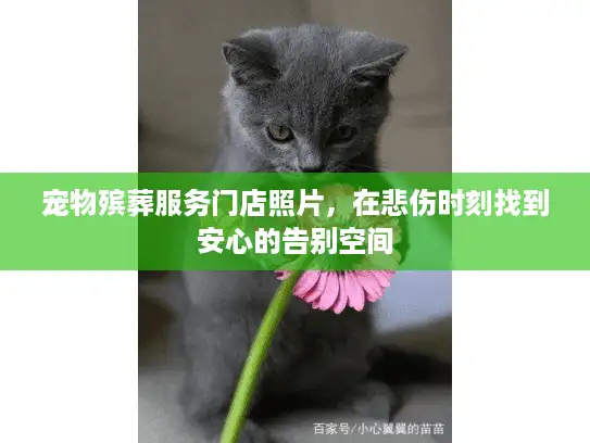 宠物殡葬服务门店照片，在悲伤时刻找到安心的告别空间