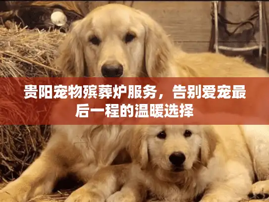 贵阳宠物殡葬炉服务，告别爱宠最后一程的温暖选择
