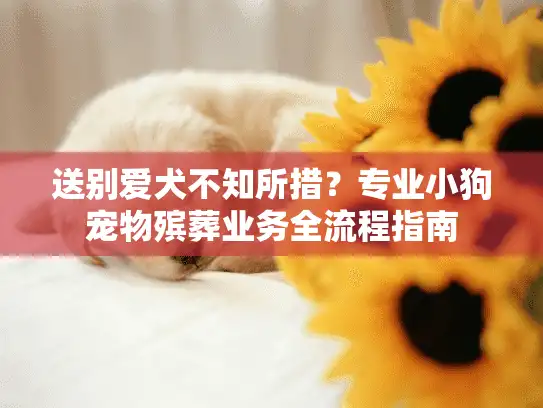 送别爱犬不知所措？专业小狗宠物殡葬业务全流程指南