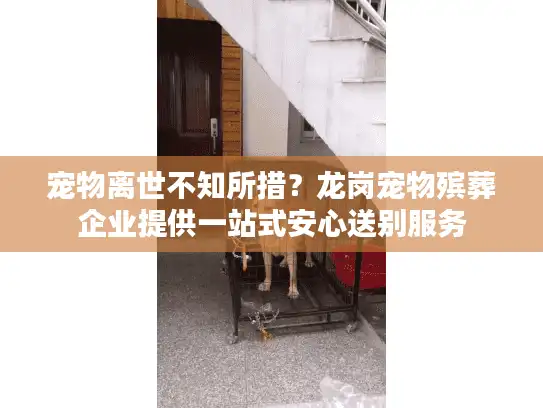 宠物离世不知所措？龙岗宠物殡葬企业提供一站式安心送别服务