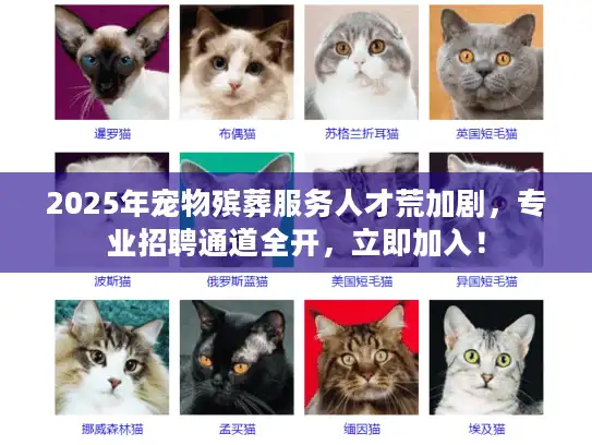 2025年宠物殡葬服务人才荒加剧，专业招聘通道全开，立即加入！