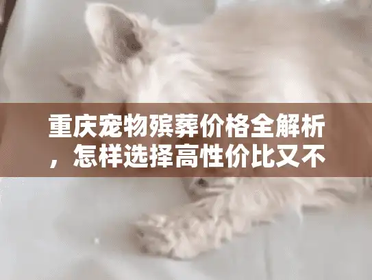 重庆宠物殡葬价格全解析，怎样选择高性价比又不失仪式感的告别服务？