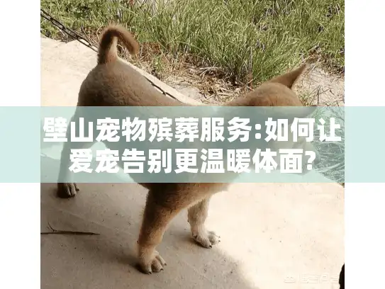 壁山宠物殡葬服务:如何让爱宠告别更温暖体面?