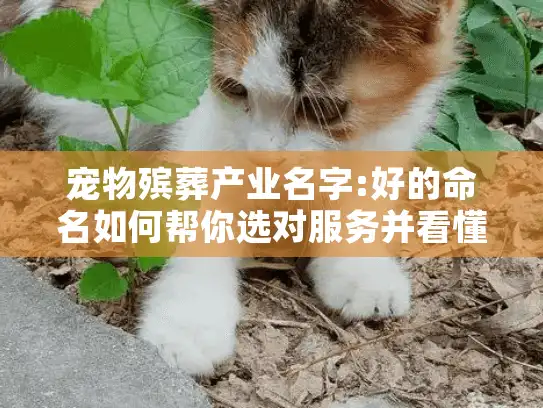 宠物殡葬产业名字:好的命名如何帮你选对服务并看懂行业前景?