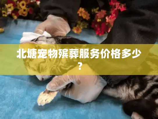 北塘宠物殡葬服务价格多少？