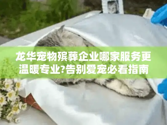 龙华宠物殡葬企业哪家服务更温暖专业?告别爱宠必看指南