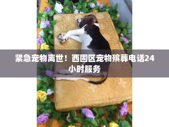 紧急宠物离世！西固区宠物殡葬电话24小时服务