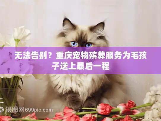 无法告别？重庆宠物殡葬服务为毛孩子送上最后一程