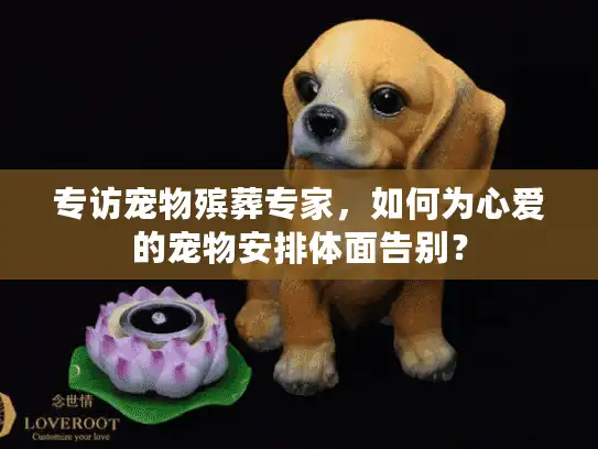 专访宠物殡葬专家，如何为心爱的宠物安排体面告别？