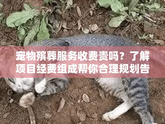 宠物殡葬服务收费贵吗？了解项目经费组成帮你合理规划告别预算