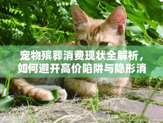 宠物殡葬消费现状全解析，如何避开高价陷阱与隐形消费？