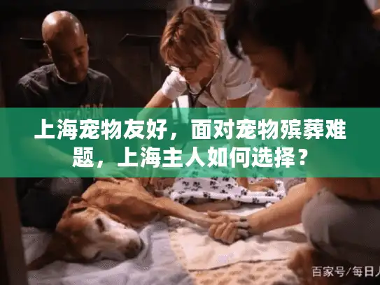 上海宠物友好，面对宠物殡葬难题，上海主人如何选择？