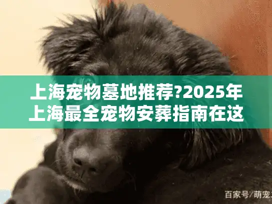 上海宠物墓地推荐?2025年上海最全宠物安葬指南在这里!