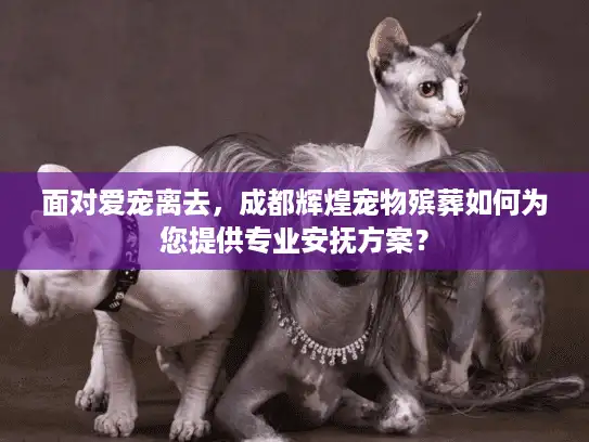 面对爱宠离去，成都辉煌宠物殡葬如何为您提供专业安抚方案？