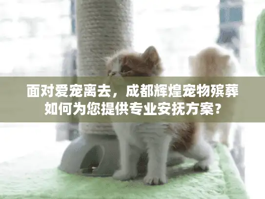 面对爱宠离去，成都辉煌宠物殡葬如何为您提供专业安抚方案？