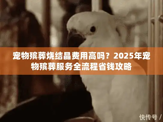 宠物殡葬烧结晶费用高吗？2025年宠物殡葬服务全流程省钱攻略