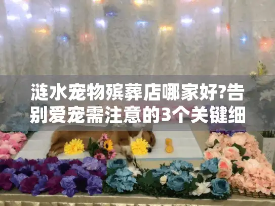 涟水宠物殡葬店哪家好?告别爱宠需注意的3个关键细节