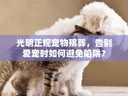 光明正规宠物殡葬，告别爱宠时如何避免陷阱？