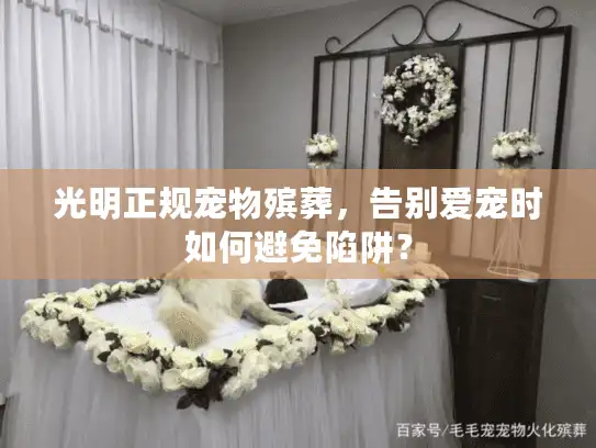 光明正规宠物殡葬，告别爱宠时如何避免陷阱？