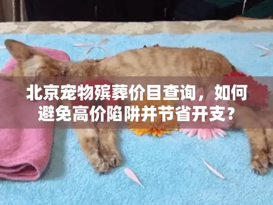 北京宠物殡葬价目查询，如何避免高价陷阱并节省开支？
