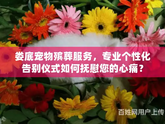 娄底宠物殡葬服务，专业个性化告别仪式如何抚慰您的心痛？