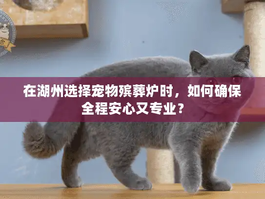 在湖州选择宠物殡葬炉时，如何确保全程安心又专业？