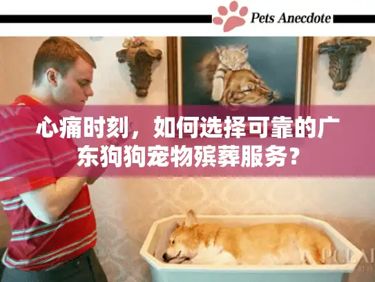 心痛时刻，如何选择可靠的广东狗狗宠物殡葬服务？