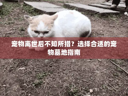 宠物离世后不知所措？选择合适的宠物墓地指南