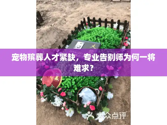 宠物殡葬人才紧缺，专业告别师为何一将难求？