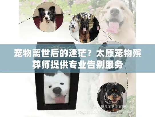 宠物离世后的迷茫？太原宠物殡葬师提供专业告别服务