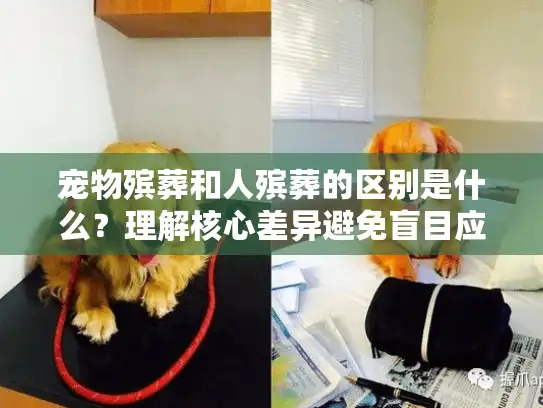 宠物殡葬和人殡葬的区别是什么？理解核心差异避免盲目应对